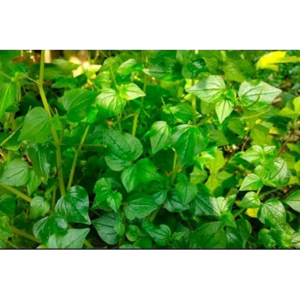 

sirih sireh china segar fresh 100 gram