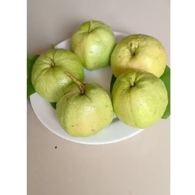 

Jambu Kristal Fresh Kebumen Grade super (size standar isi 6-7 butir per kilogram)