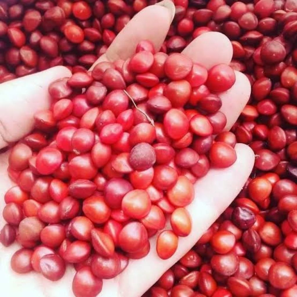 

Kacang Saga Merah Kolase 50g/100g