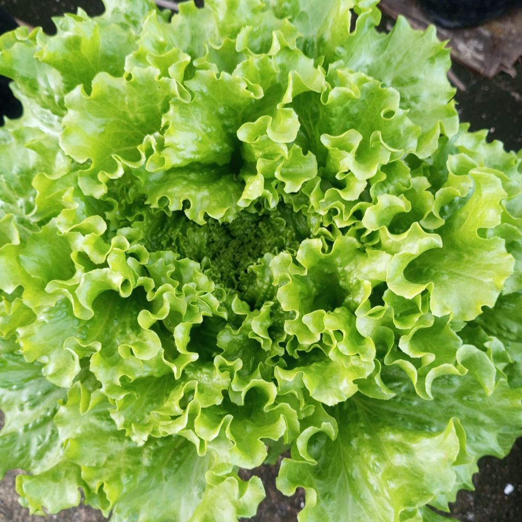 Benih salada f2 Caipira 1 gram lebih