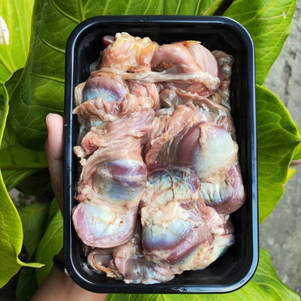 

ATI AMPELA USUS BEBEK 1KG PREMIUM TERMURAH BERGARANSI IKAN LAKU IKAN SEGAR IKAN BEKU