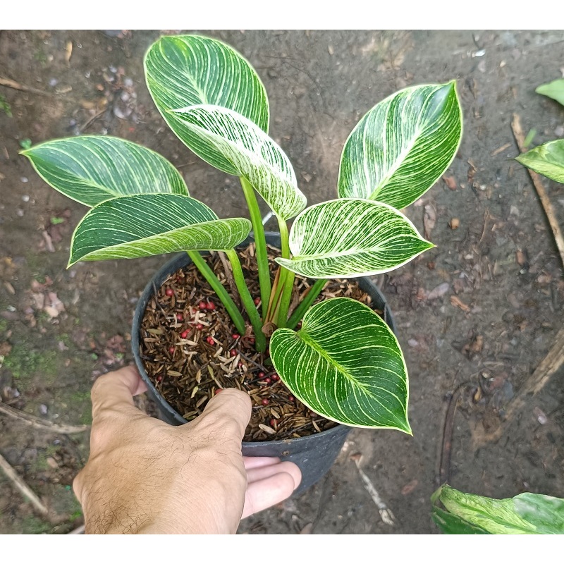 REAL PICT Philodendron Birkin - Tanaman Hias Philodendron Birkin - Philo Birkin