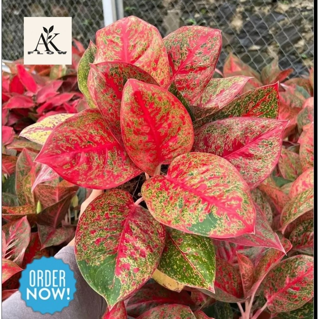 BIBIT Anakan aglonema red stardust / baby aglonema red stardust