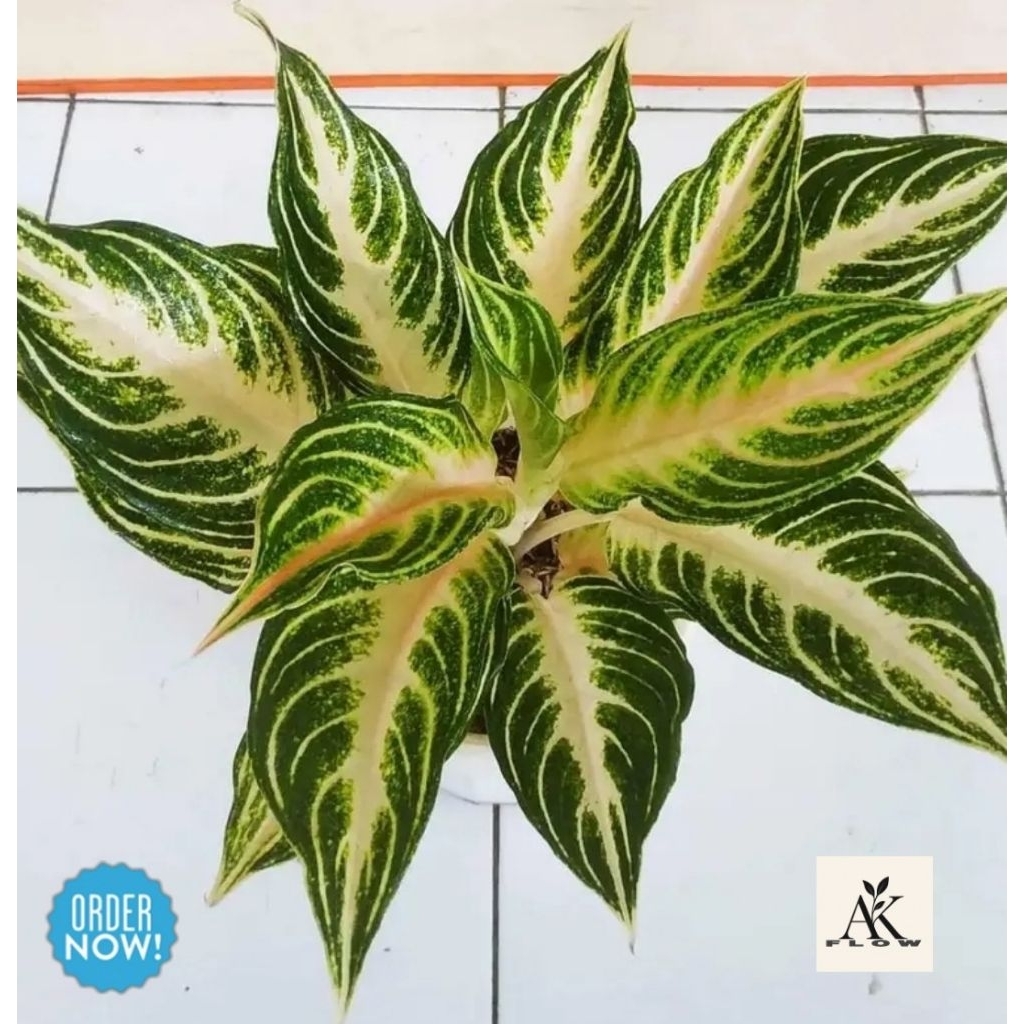 Anakan / Bibit aglonema pink sunset termurah