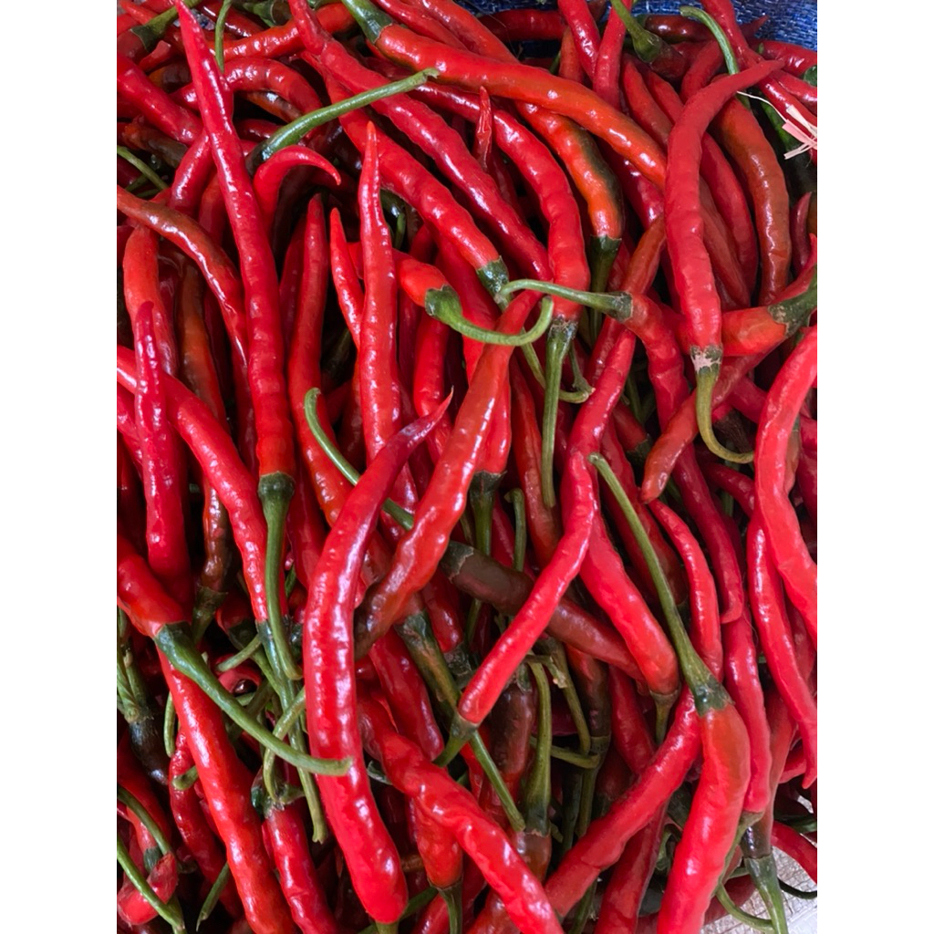 

CABAI KERITING MERAH (CMK) 1KG