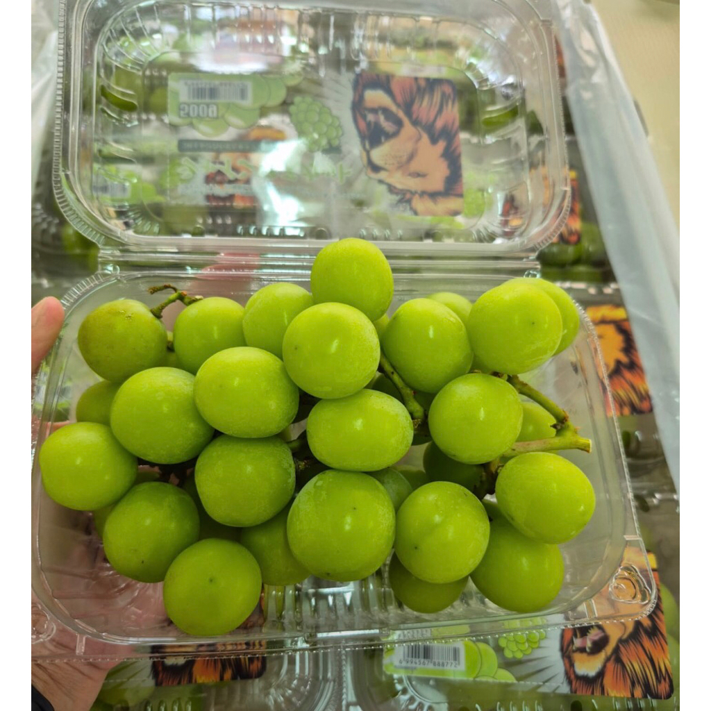 

Muschat green grape(MANISS SEEDLESS)