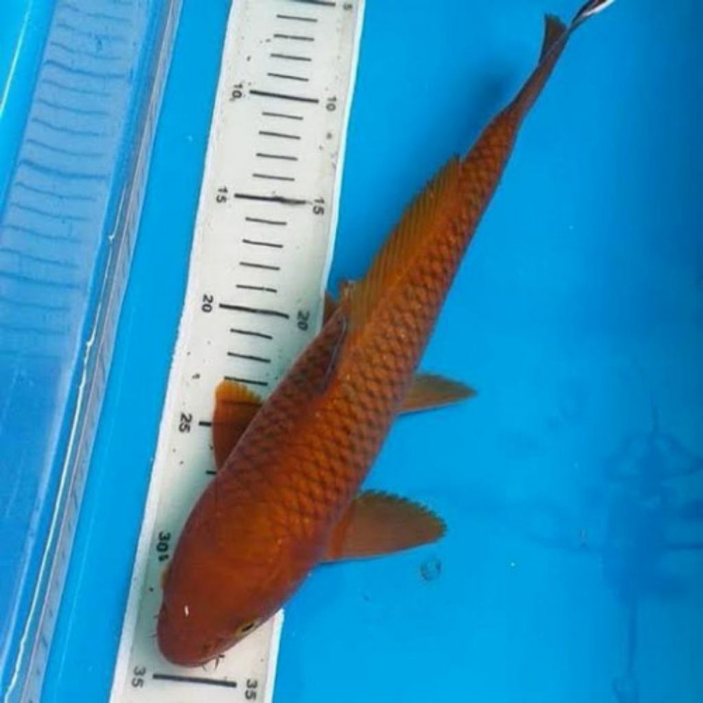 Koi Chagoi Koi Blitar size 28-30cm