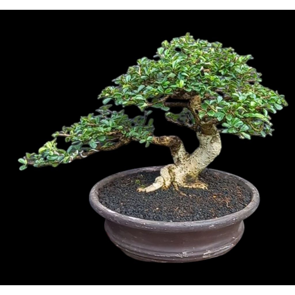 Hokiantea, Hokianti, atau teh fukian (bahasa Inggris: Fukien tea, nama Ilmiah: Ehretia microphylla, 