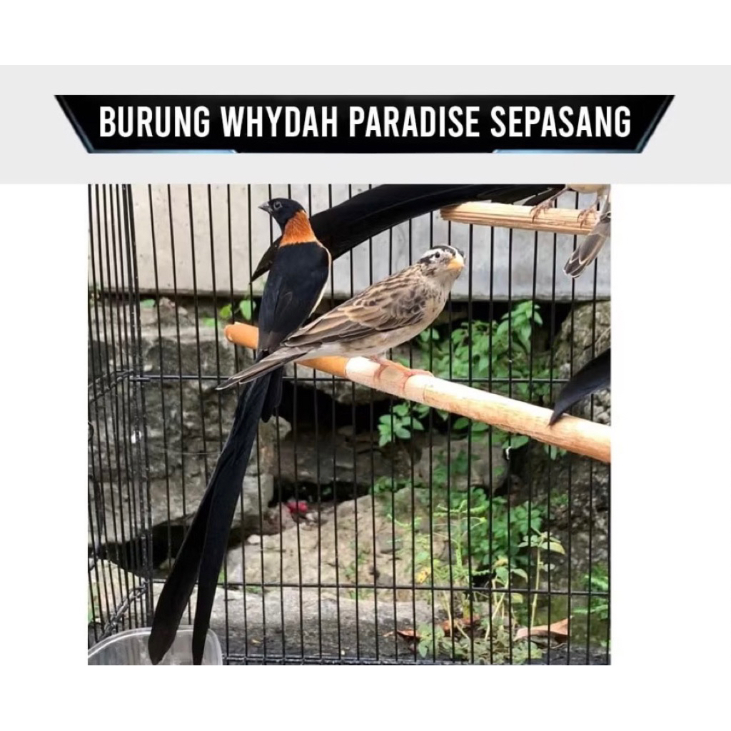 Burung Paradise Whydah Finch Sepasang Siap Ternak Import Africa Sepasang
