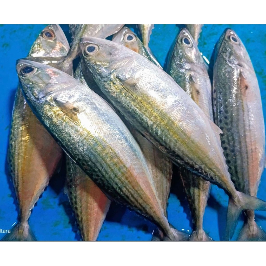 

ikan kembung segar besar2 1 kg