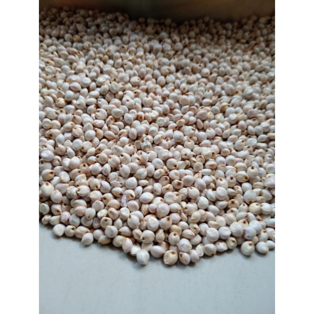 

1 KG BIJI SORGUM - BENIH SORGUM