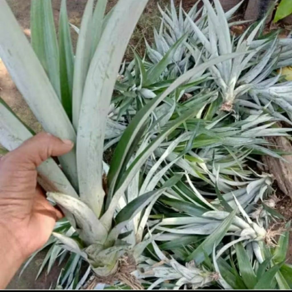 BENIH NANAS MADU SUPER ASLI