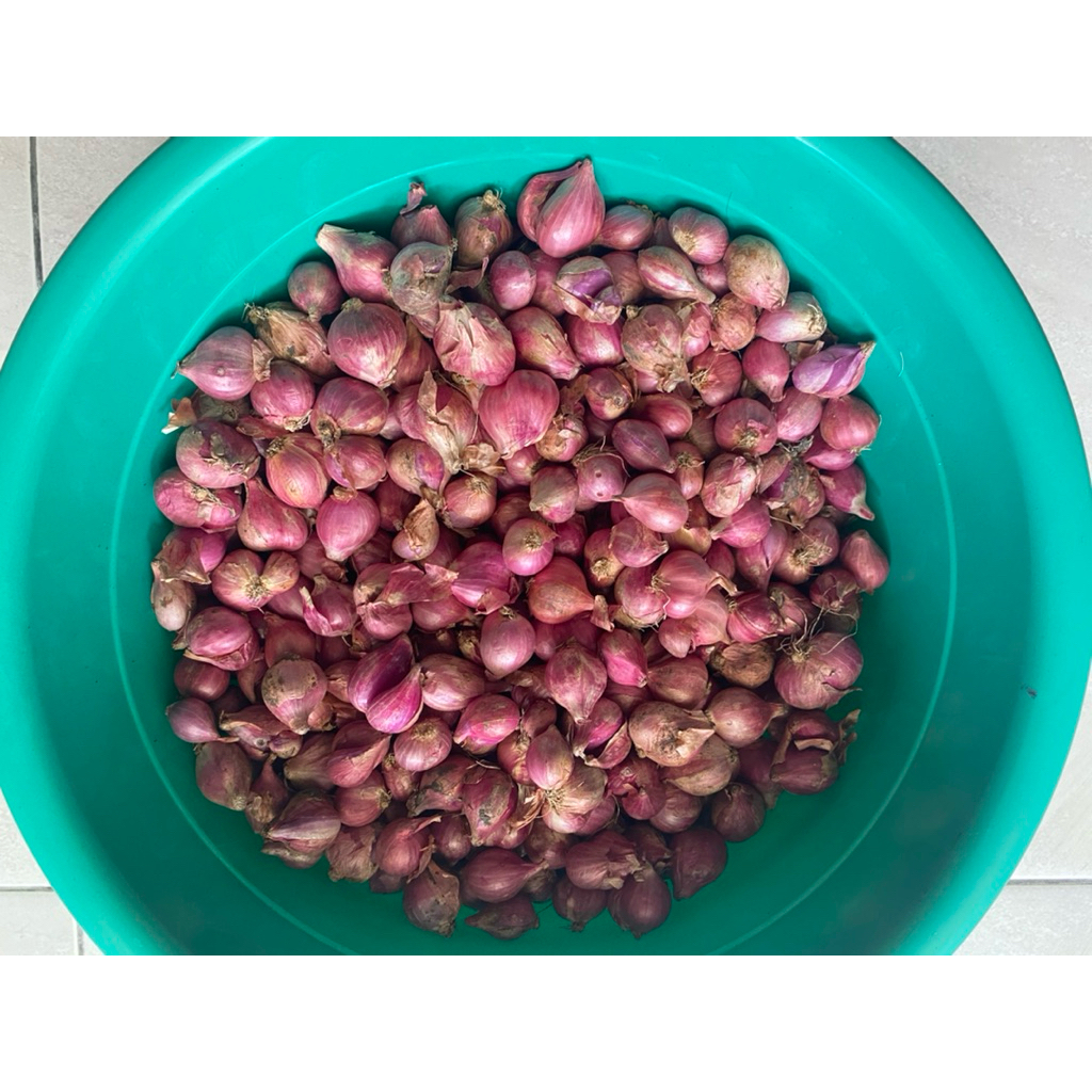 

Bawang Merah Super