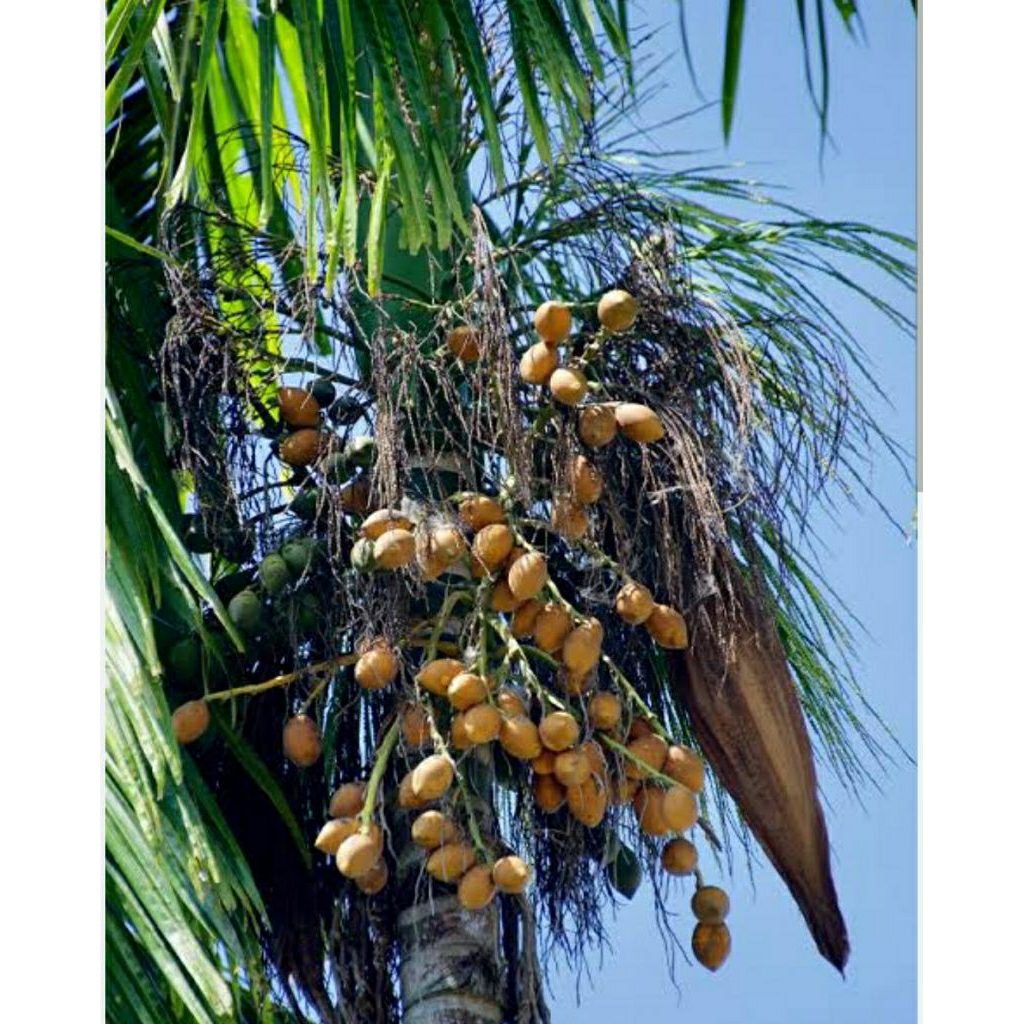 

BUAH PINANG TUA ASLI 1 KG