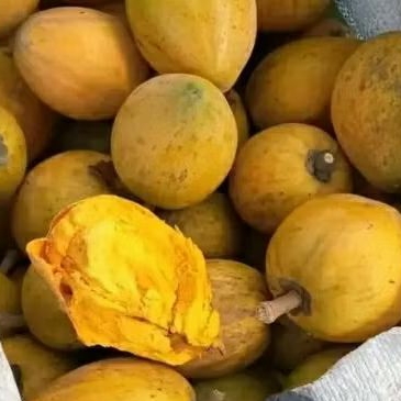 

Sawo Belanda Segar 1kg - Alkesa / Sawo Mentega ready silahkan di co