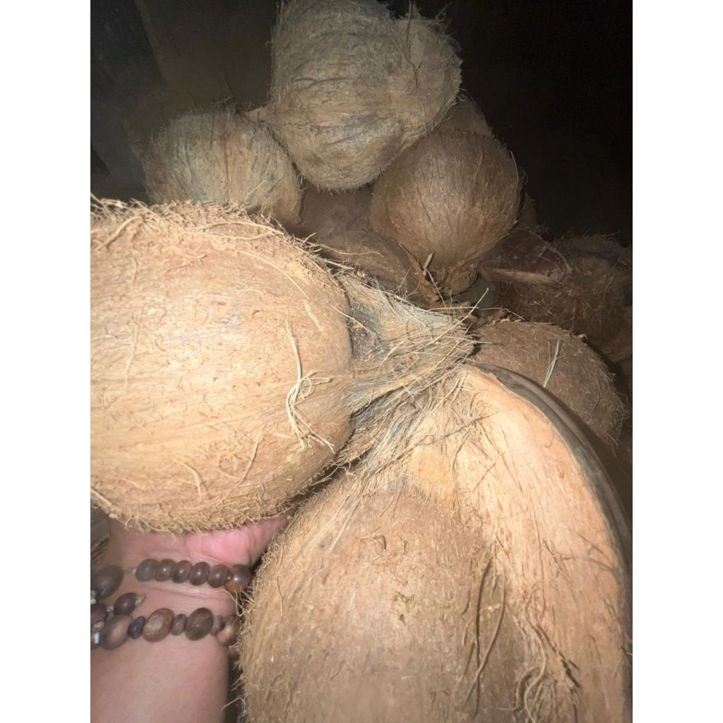 

kelapa tua kupas asli dari desa