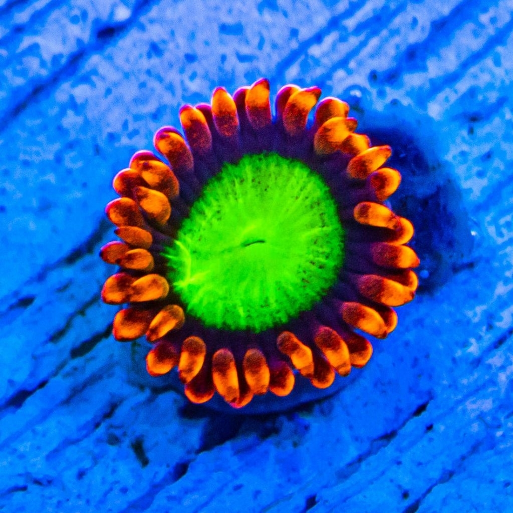 zoa goblin fire zoanthid koral coral