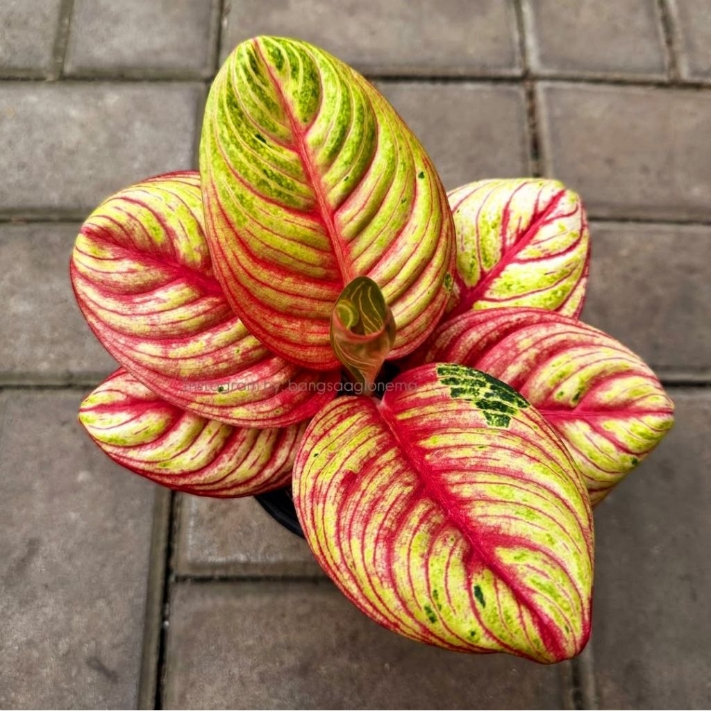 Tanaman Hias Aglonema NEZKIA PERFECT NO DEFECT Bibit Bonggol BERAKAR Bertunas Pasti Tumbuh / Tanaman