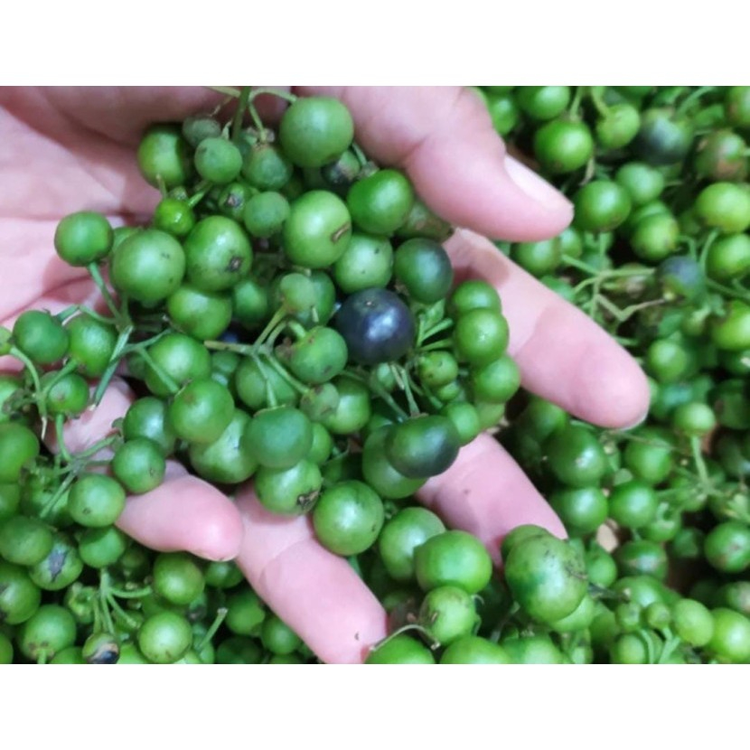 

Leunca Segar 250Gram - Fresh Lalapan Leunca di petik saat di pesan