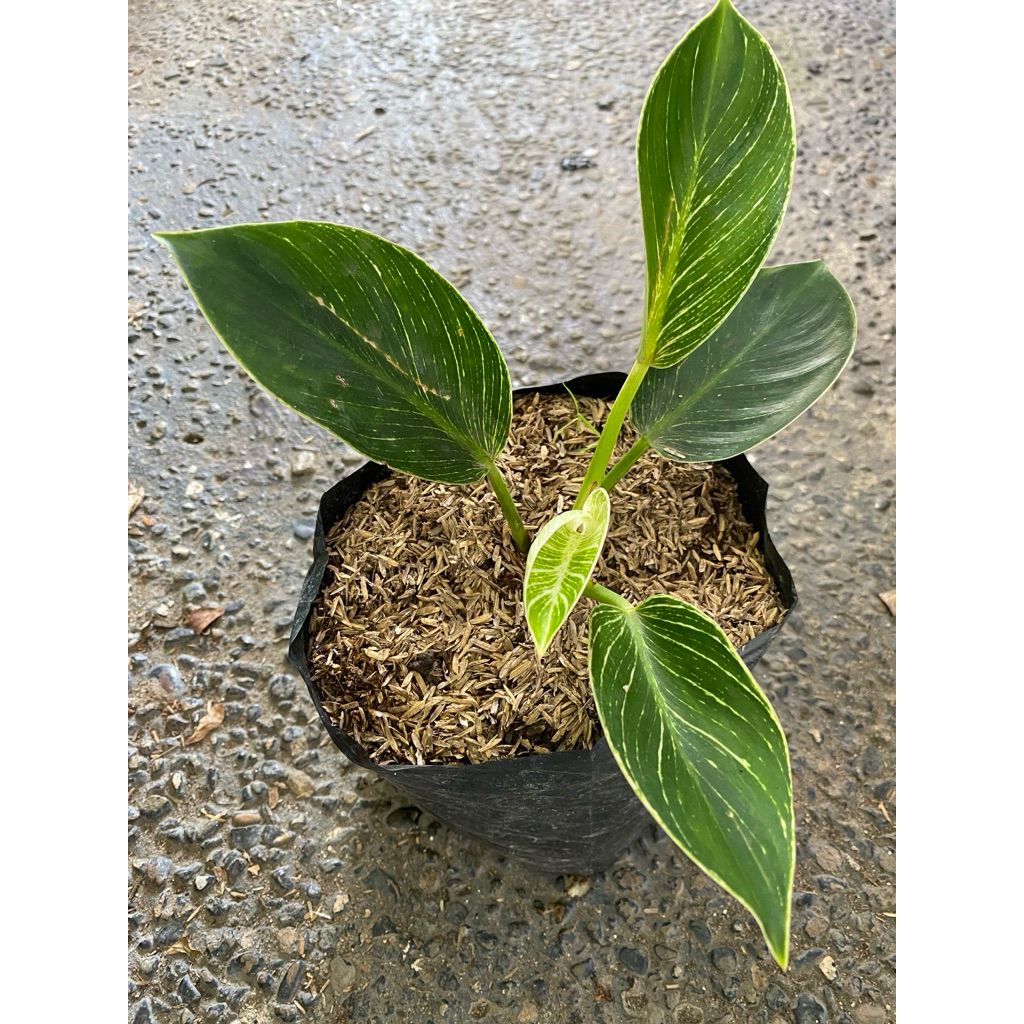 tanaman hias philodendron birkin - philo birkin