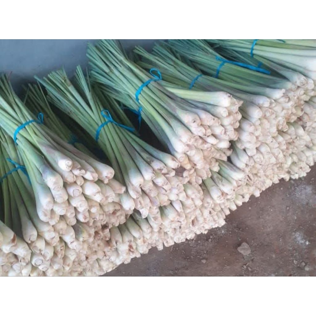 

Serai Jumbo Super 1kg