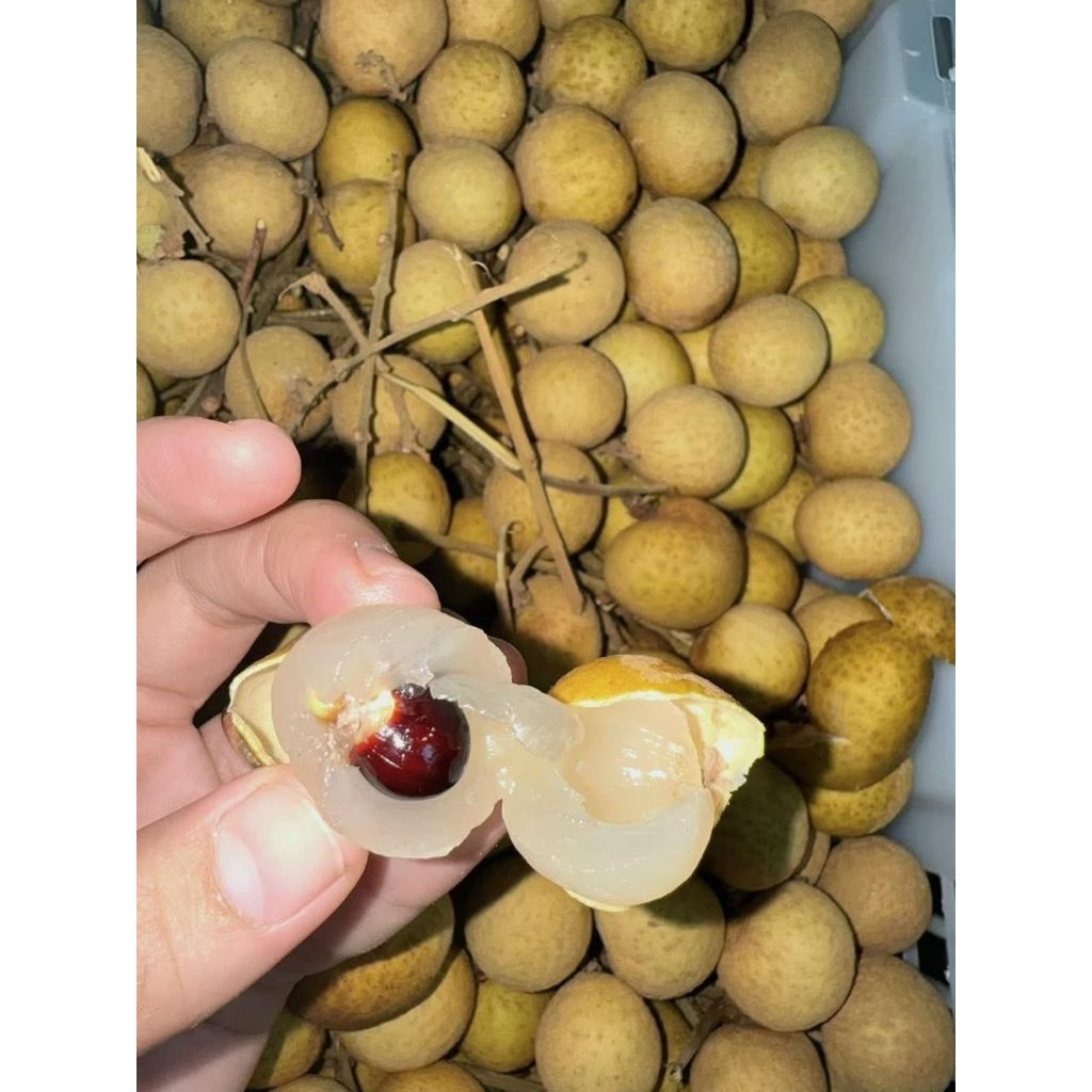 

KELENGKENG THAILAND BANGKOK FRESH