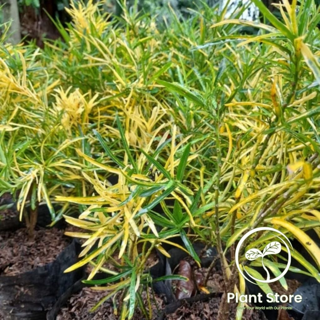 PROMO!!! - Tanaman Hias Puring Teri - Puring Teri Tanaman Outdoor / Puring Tanaman Hias