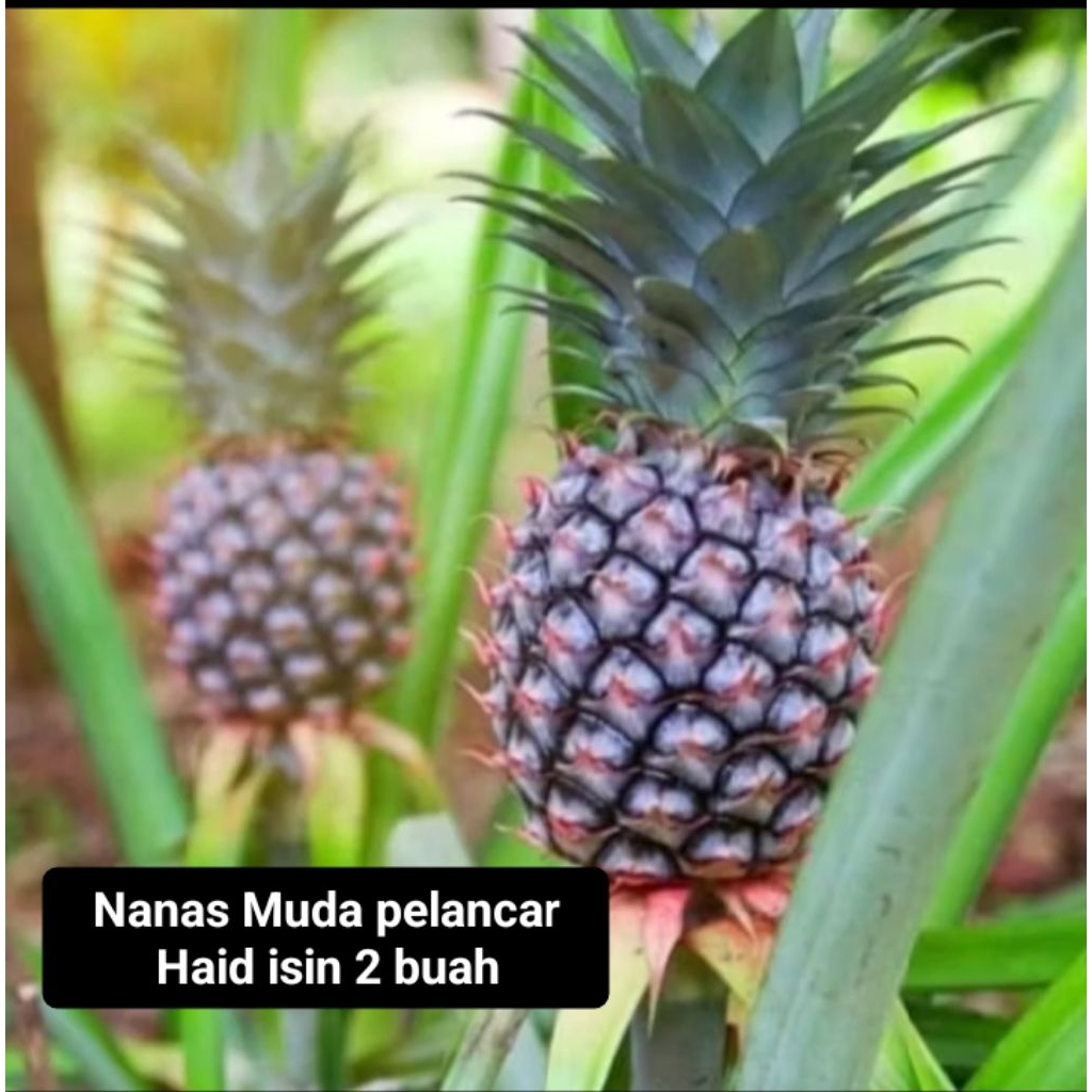

Nanas muda isi 2 buah