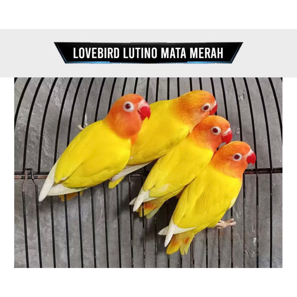 Burung Lovebird Lutino MM Mata Merah Pilihan