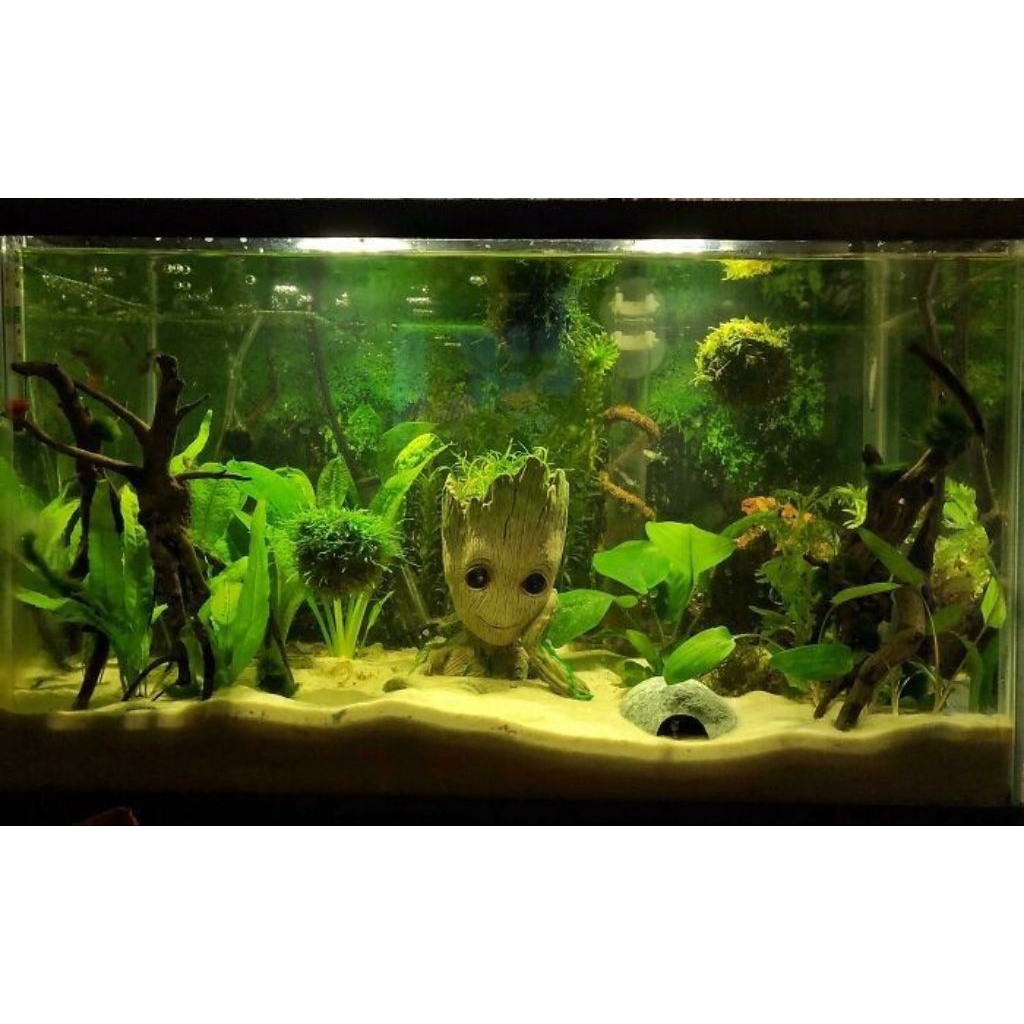 Paket Hiasan Aquarium 3 tumbuhan aquascape