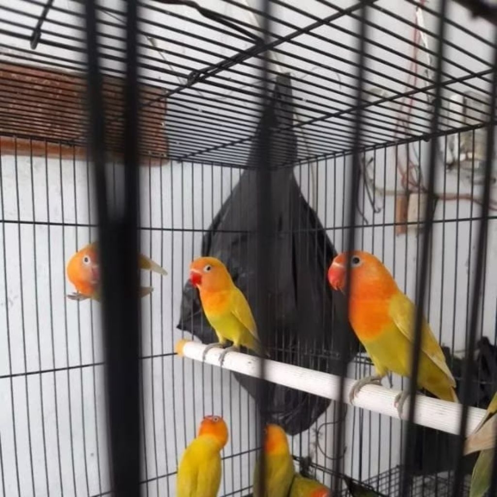 Lovebird paskun pilihan istimewa