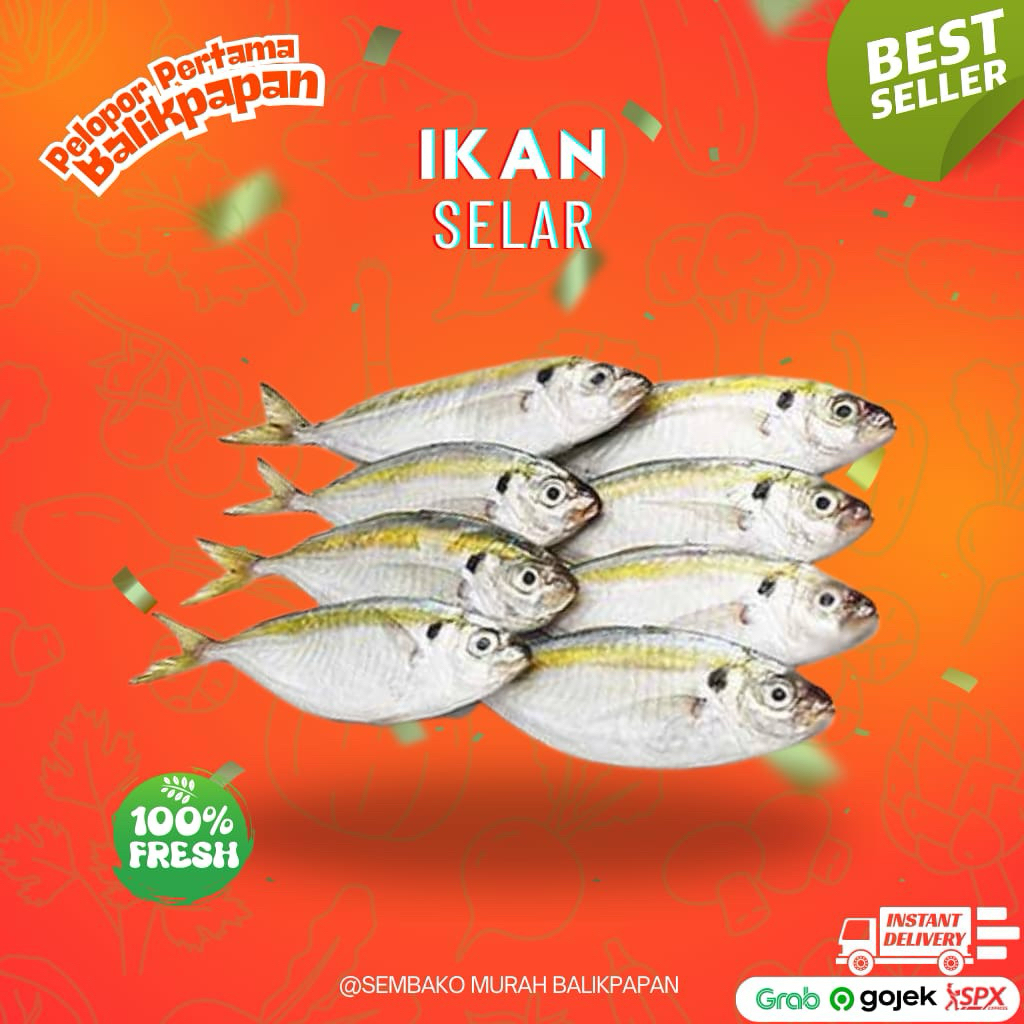 

ikan selar 1kg (lagi naik)