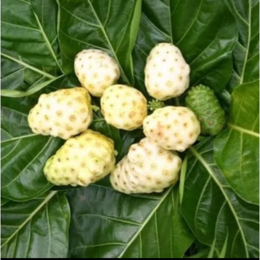 

daun mengkudu banyak sekali manfaat nya