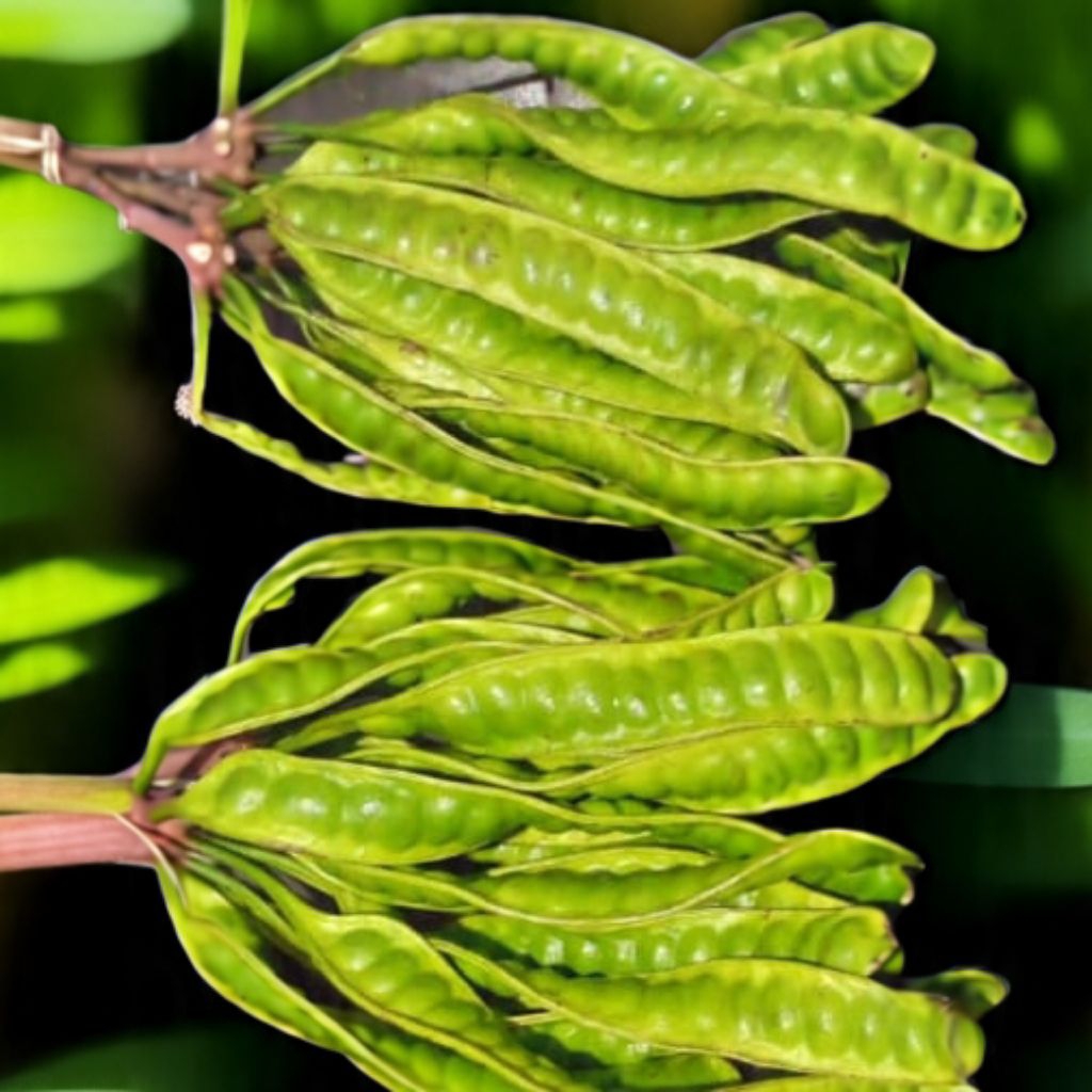 

pete fresh murah berkualitas