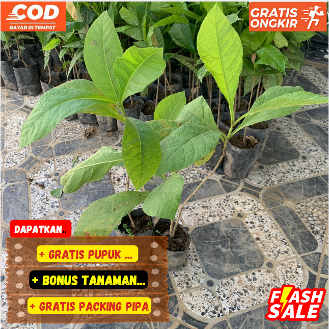 Bibit / Pohon Jati Emas Super Unggulan