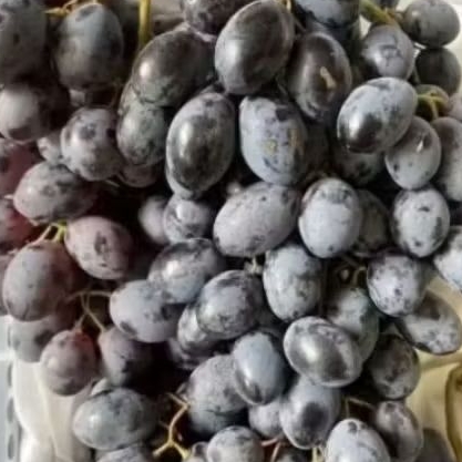 

Buah anggur black autum super manis anggur hitam sweety high quality 1kg