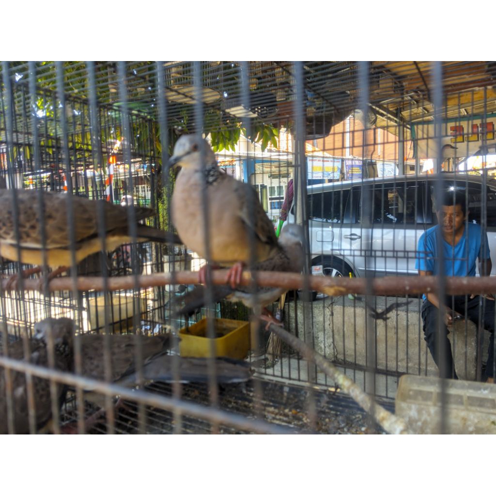 Burung Tekukur