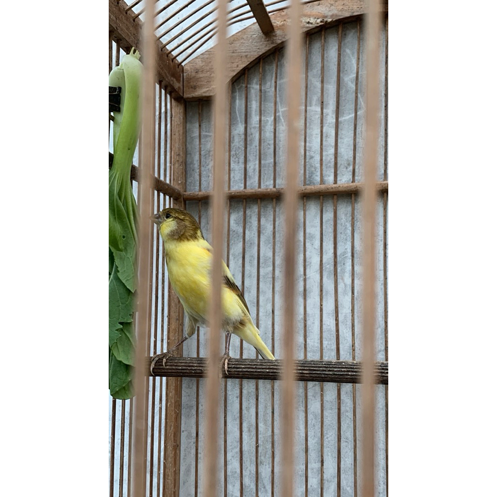 burung kenari  betina