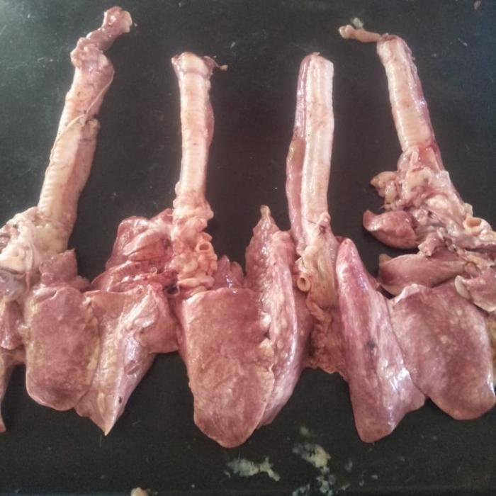 

Trachea Kambing dan Paru 1 pcs