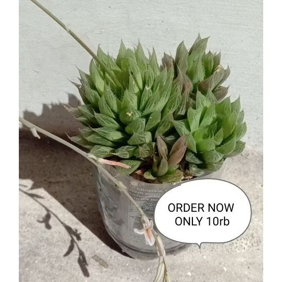 Haworthia cymbiformis atau Haworthia mucronata .