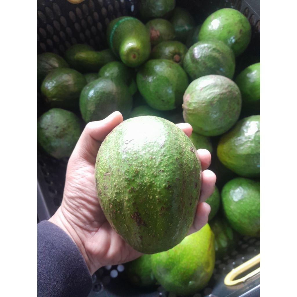 

ALPUKAT LOKAL MIKKI 1KG ISI 2-3[Daging Tebal]