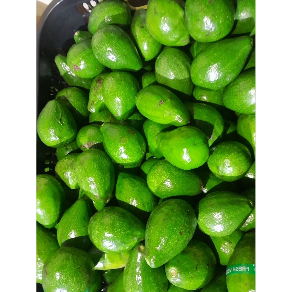 

PROMO!!Alpukat Mentega 1kg Isi 5,6,7