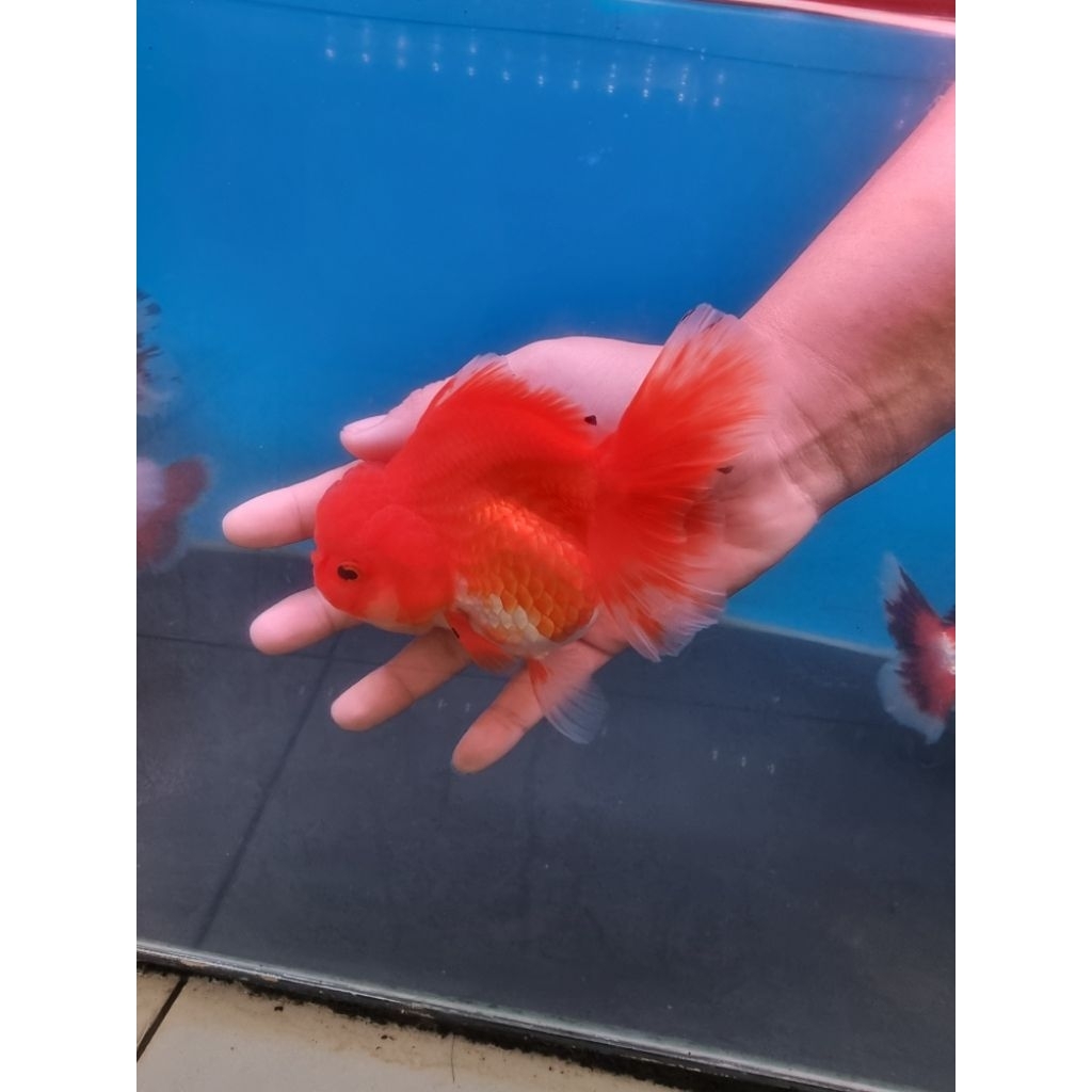 Hiasan Aquarium Ikan Koki Rosetail