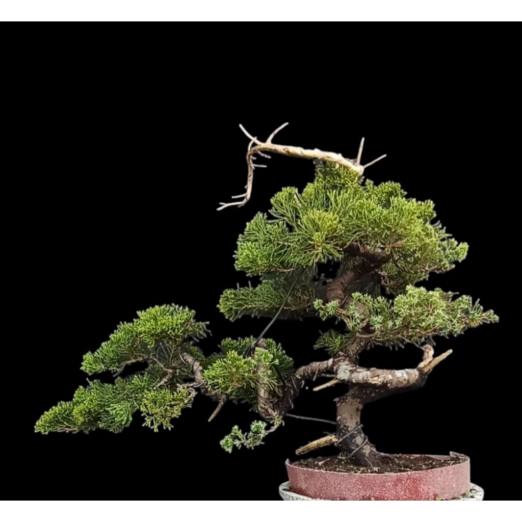 bonsai cemara sinensis