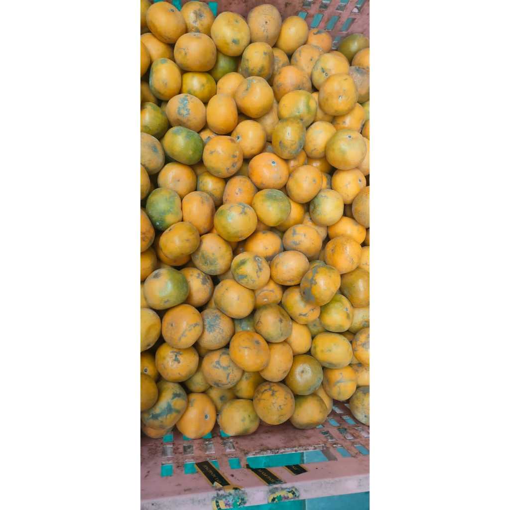 

BUAH SANTANG LOKAL 1kg / 500gr