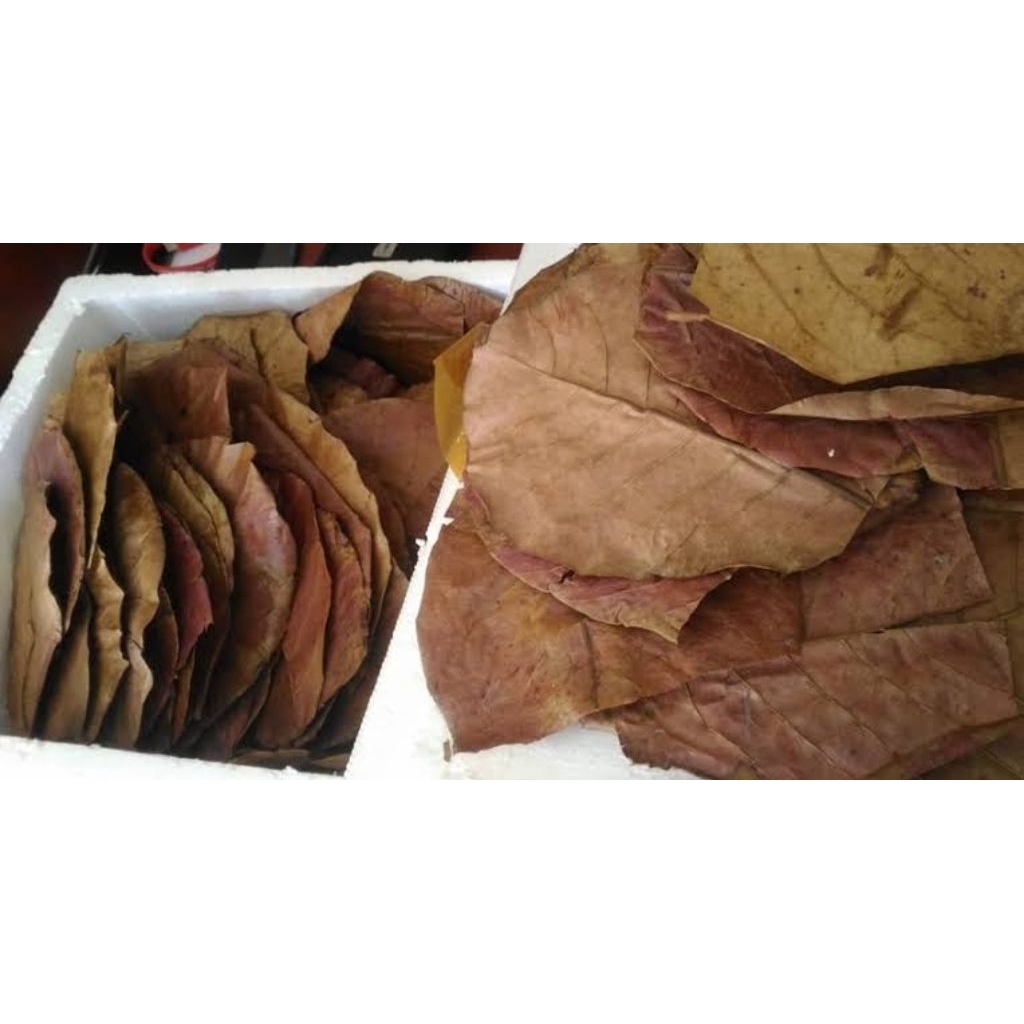 TERLARIS DAUN KETAPANG KERING OLAHAN UNTUK PEWARNA IKAN CUPANG