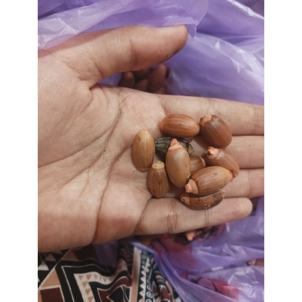 

mlinjo mentah 1kg termurah