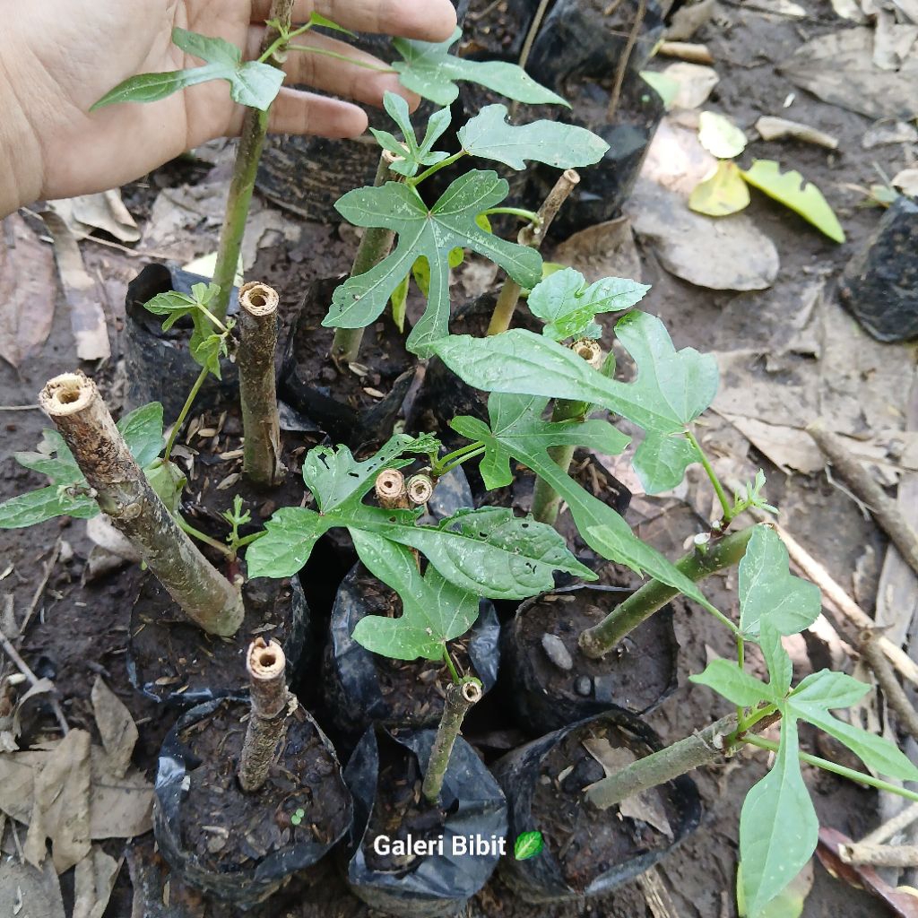 Tanaman Singkong Papua