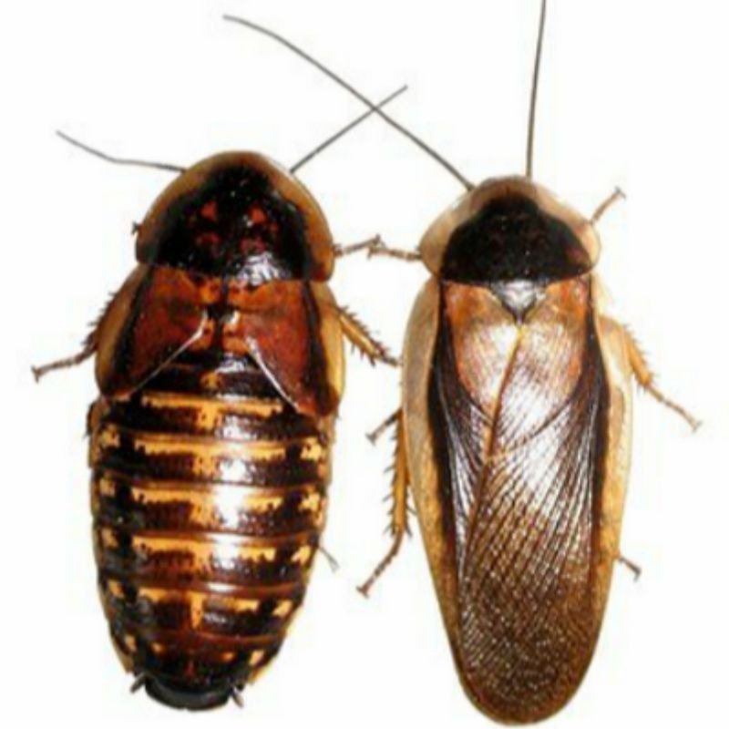 Indukan Kecoa Dubia - Pakan Protein Tinggi Reptil, Burung, & Ikan