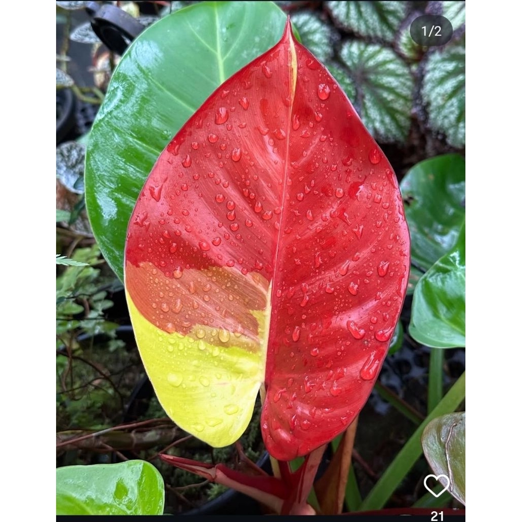 Tanaman Hias Philodendron Red Moon Bunga Hias Philo Philow Philodendron Red Moon Anakan Murah BUKAN 